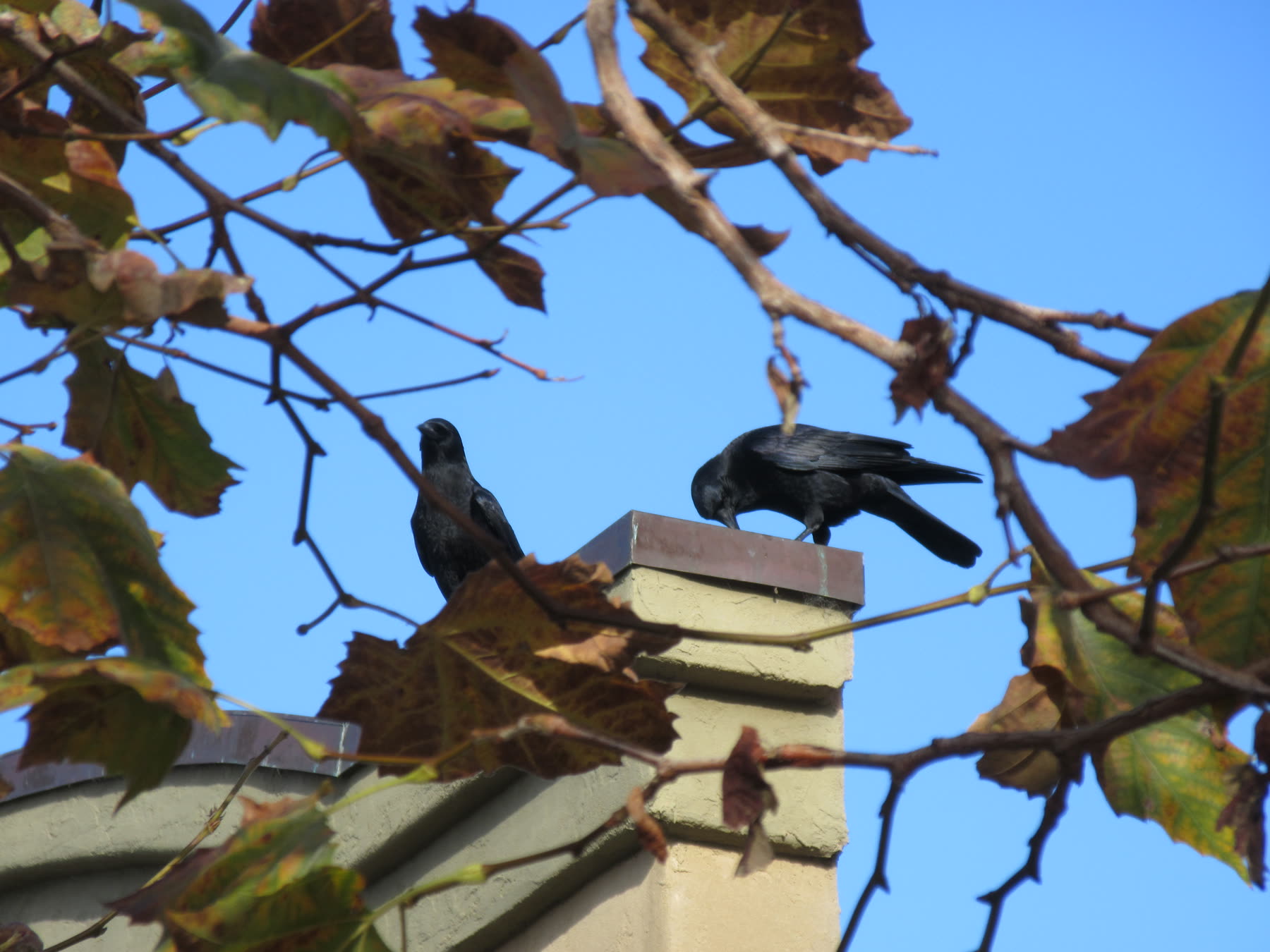 Two black birds on a chimney framed by branches and leaves.