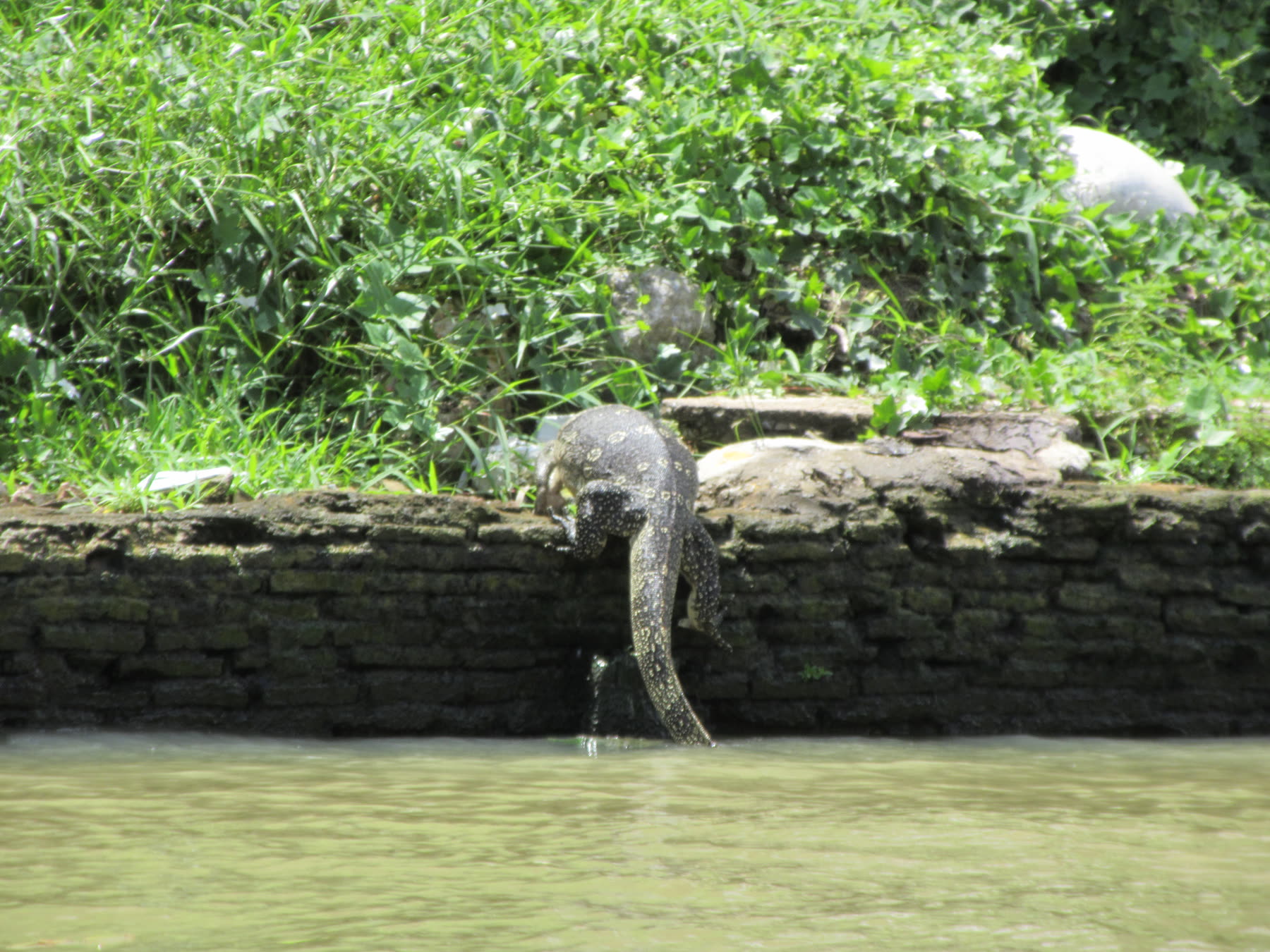 A large lizard climbing over a stone wall beside the water.