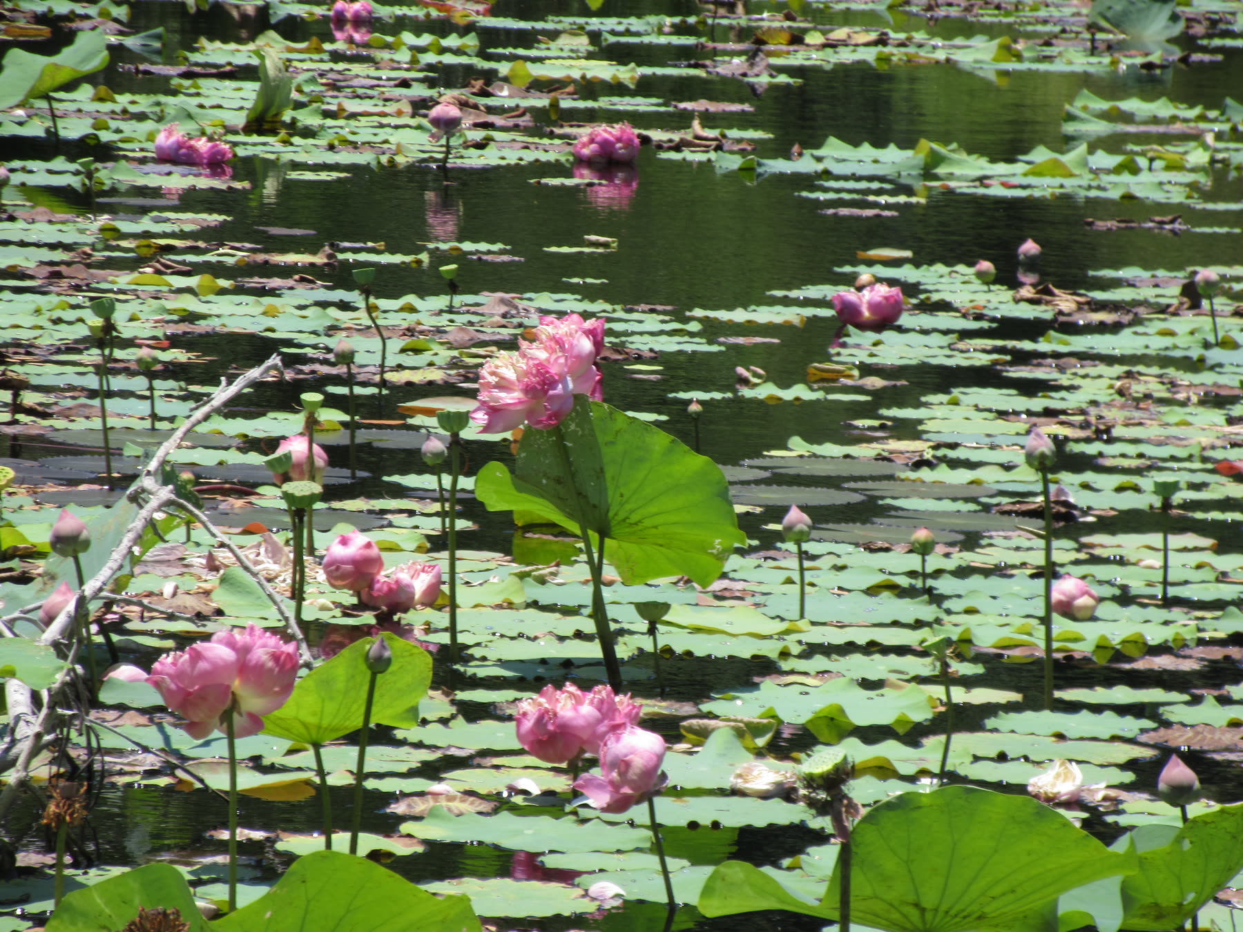 Pink lotus flowers and buds rising among green lily pads.