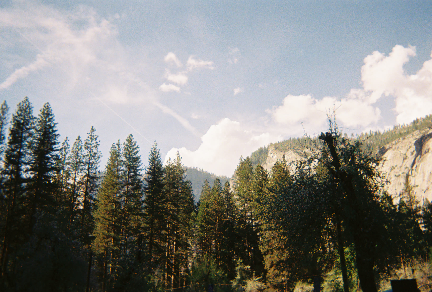 Film photograph of pine trees beneath large white clouds and a blue sky.
